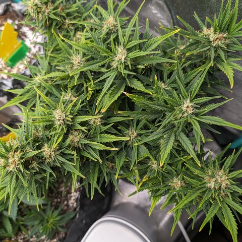 Quinn- Quarter Pounder w/Cheese (84d) 22-28%Sativa 163g wet/36g dry growlog timeline photo