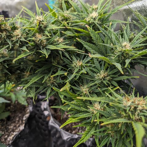 Quinn- Quarter Pounder w/Cheese (84d) 22-28%Sativa 163g wet/36g dry growlog timeline photo