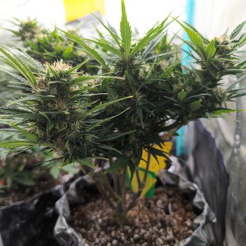 Quinn- Quarter Pounder w/Cheese (84d) 22-28%Sativa 163g wet/36g dry growlog timeline photo