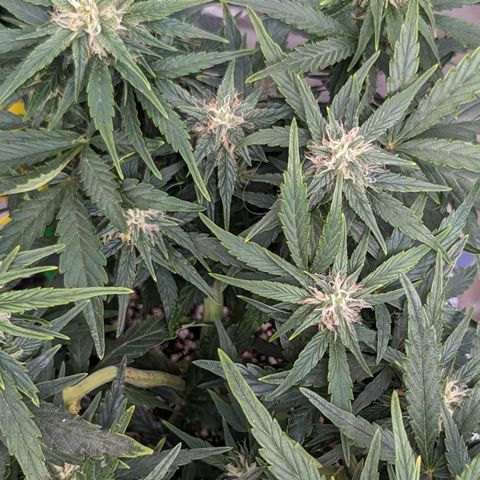 Chrissy -Bruce Banner (78d) 27-33% 60/40S, 215gw/41g dry growlog timeline photo