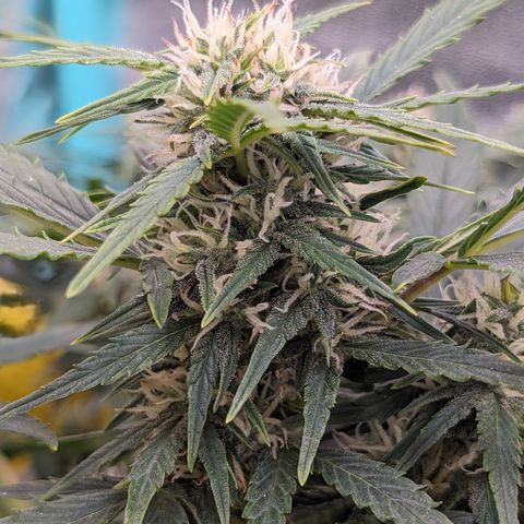 Chrissy -Bruce Banner (78d) 27-33% 60/40S, 215gw/41g dry growlog timeline photo