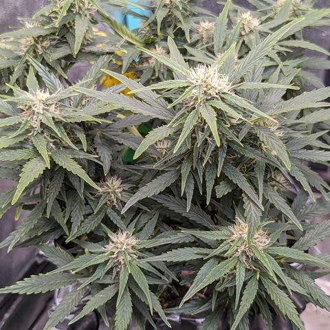 Chrissy -Bruce Banner (78d) 27-33% 60/40S, 215gw/41g dry growlog timeline photo