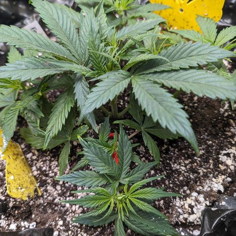 Frannie- BB Fat Bastard (90), Hybrid, 30-38%, 312 wet/57 dry growlog timeline photo