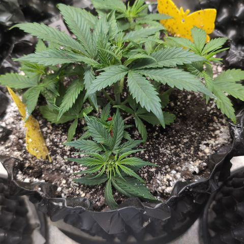 Frannie- BB Fat Bastard (90), Hybrid, 30-38%, 312 wet/57 dry growlog timeline photo