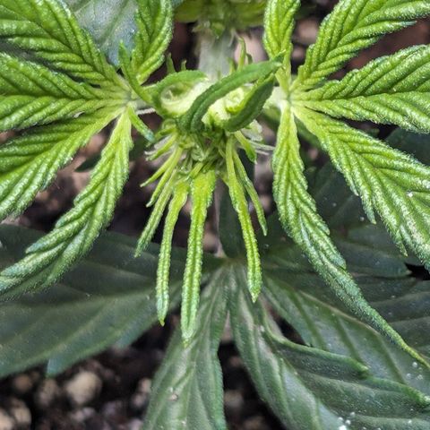 Frannie- BB Fat Bastard (90), Hybrid, 30-38%, 312 wet/57 dry growlog timeline photo