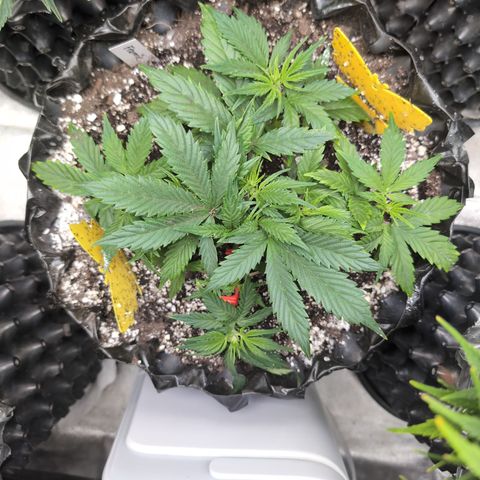 Frannie- BB Fat Bastard (90), Hybrid, 30-38%, 312 wet/57 dry growlog timeline photo
