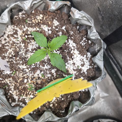 Anita-NH ATF (73), 13-27%, Sativa 149g wet/25g dry growlog timeline photo