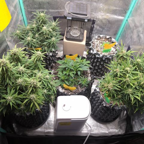 Anita-NH ATF (73), 13-27%, Sativa 149g wet/25g dry growlog timeline photo
