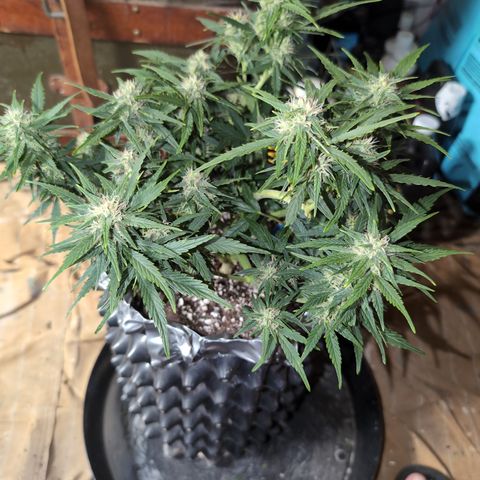 Chrissy -Bruce Banner (78d) 27-33% 60/40S, 215gw/41g dry growlog timeline photo