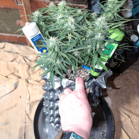 Chrissy -Bruce Banner (78d) 27-33% 60/40S, 215gw/41g dry growlog timeline photo