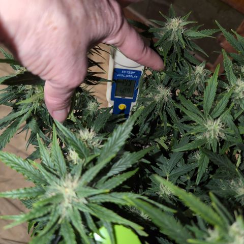 Chrissy -Bruce Banner (78d) 27-33% 60/40S, 215gw/41g dry growlog timeline photo
