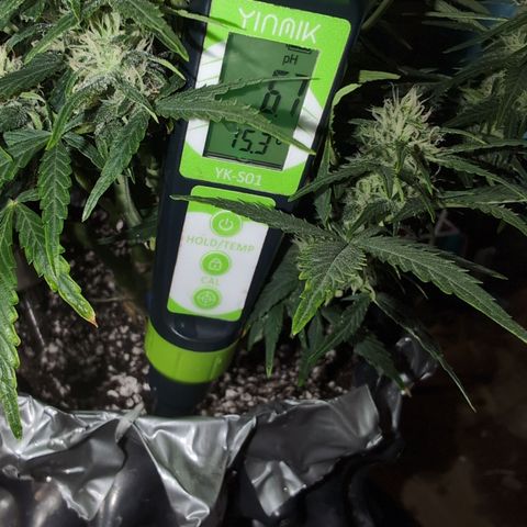 Chrissy -Bruce Banner (78d) 27-33% 60/40S, 215gw/41g dry growlog timeline photo