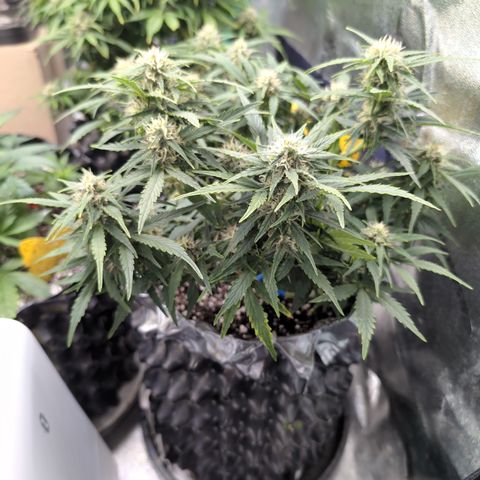Chrissy -Bruce Banner (78d) 27-33% 60/40S, 215gw/41g dry growlog photo: She's smiling. 😁