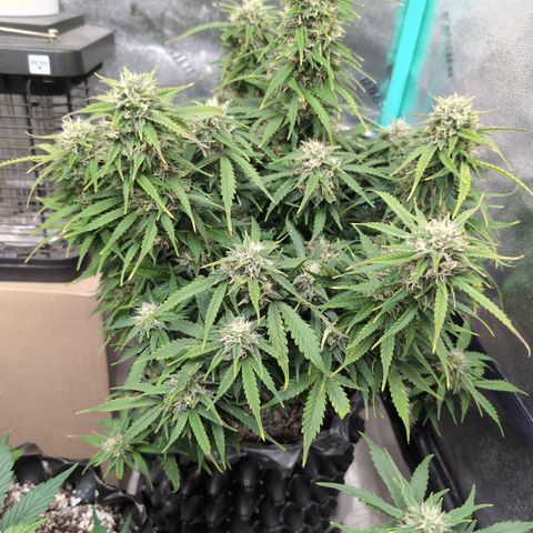 Zelda- Purple Panama Red 17-21%S, (94 days),  287w/60d growlog timeline photo