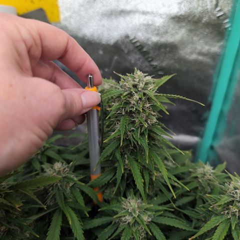 Zelda- Purple Panama Red 17-21%S, (94 days),  287w/60d growlog timeline photo