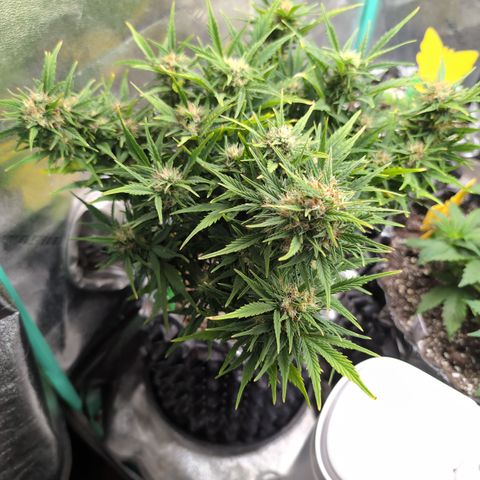 Quinn- Quarter Pounder w/Cheese (84d) 22-28%Sativa 163g wet/36g dry growlog timeline photo
