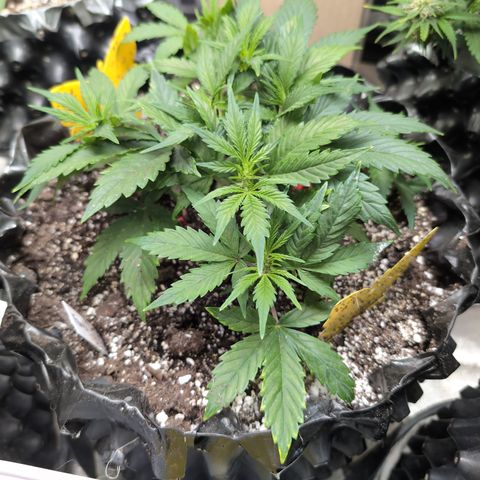 Frannie- BB Fat Bastard (90), Hybrid, 30-38%, 312 wet/57 dry growlog photo: On the road to being another beast!