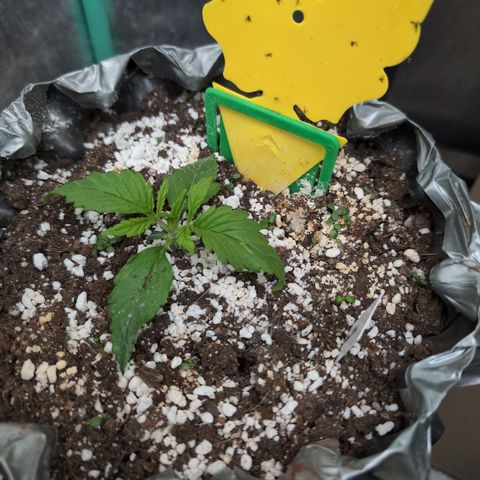 Anita-NH ATF (73), 13-27%, Sativa 149g wet/25g dry growlog photo: C'mon clover!!