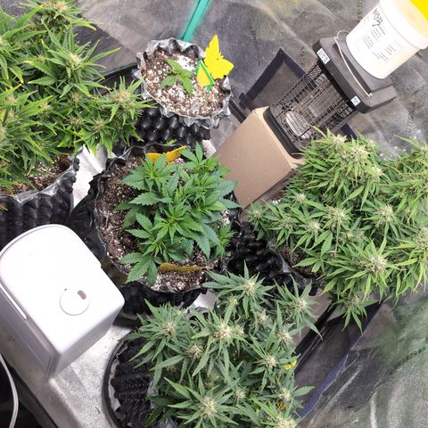 Anita-NH ATF (73), 13-27%, Sativa 149g wet/25g dry growlog timeline photo