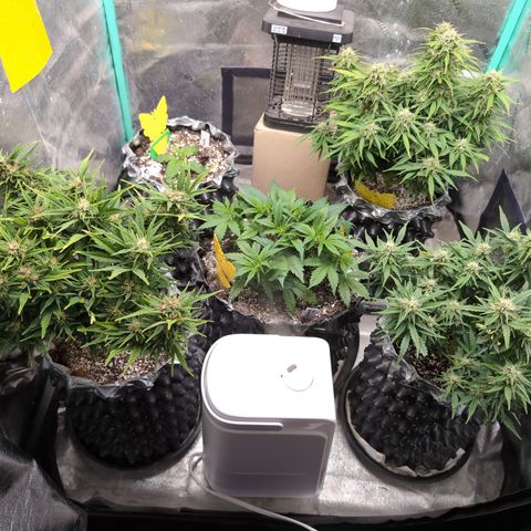 Anita-NH ATF (73), 13-27%, Sativa 149g wet/25g dry growlog timeline photo