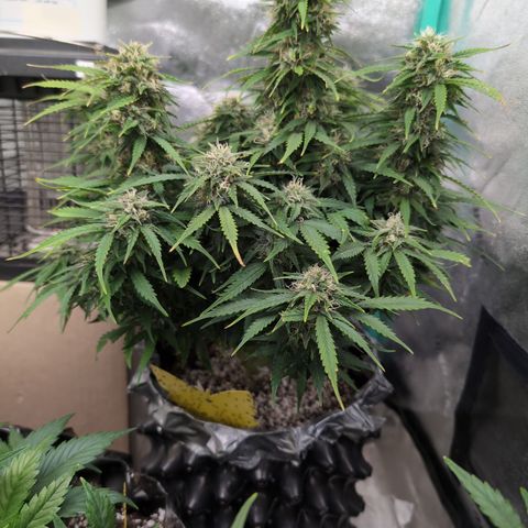 Zelda- Purple Panama Red 17-21%S, (94 days),  287w/60d growlog timeline photo