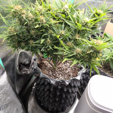 Quinn- Quarter Pounder w/Cheese (84d) 22-28%Sativa 163g wet/36g dry growlog timeline photo