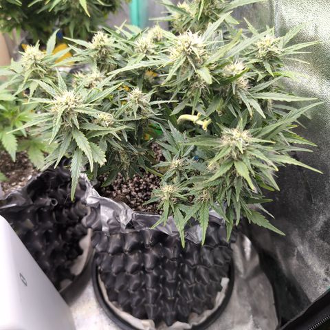 Chrissy -Bruce Banner (78d) 27-33% 60/40S, 215gw/41g dry growlog timeline photo