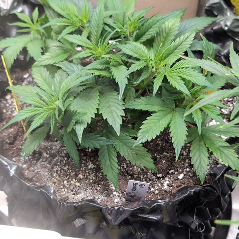 Frannie- BB Fat Bastard (90), Hybrid, 30-38%, 312 wet/57 dry growlog photo: She's spreading out!!