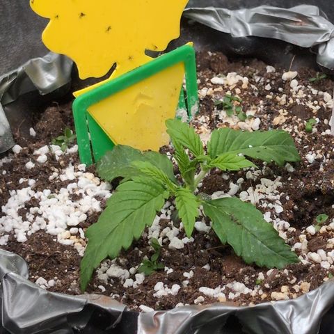 Anita-NH ATF (73), 13-27%, Sativa 149g wet/25g dry growlog timeline photo