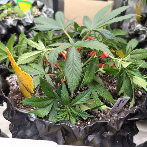 Frannie- BB Fat Bastard (90), Hybrid, 30-38%, 312 wet/57 dry growlog timeline photo
