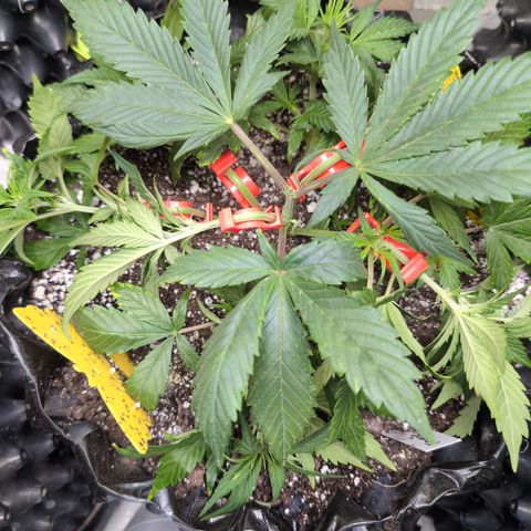 Frannie- BB Fat Bastard (90), Hybrid, 30-38%, 312 wet/57 dry growlog timeline photo