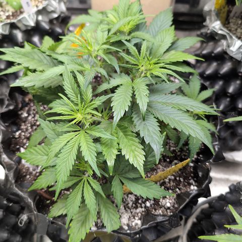 Frannie- BB Fat Bastard (90), Hybrid, 30-38%, 312 wet/57 dry growlog timeline photo