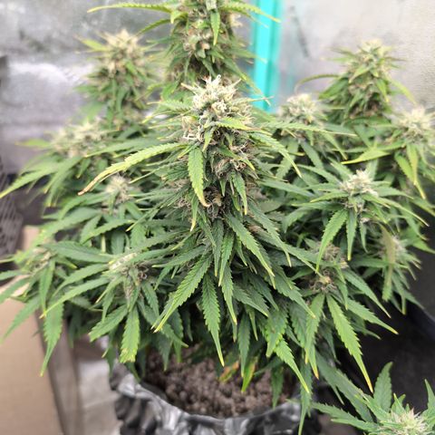 Zelda- Purple Panama Red 17-21%S, (94 days),  287w/60d growlog timeline photo