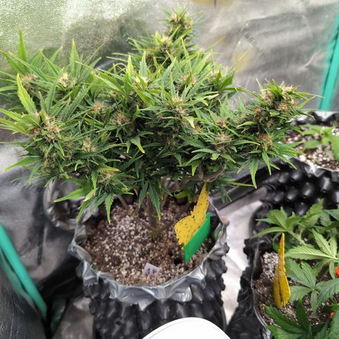 Quinn- Quarter Pounder w/Cheese (84d) 22-28%Sativa 163g wet/36g dry growlog timeline photo