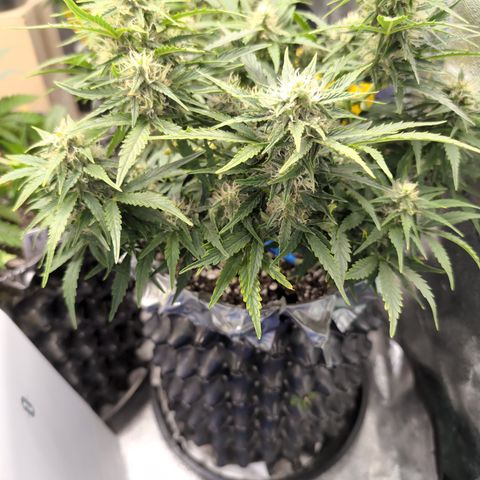 Chrissy -Bruce Banner (78d) 27-33% 60/40S, 215gw/41g dry growlog photo: She liked the nutes.😁