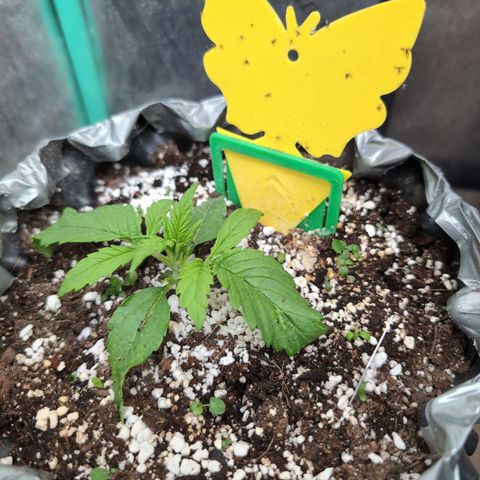 Anita-NH ATF (73), 13-27%, Sativa 149g wet/25g dry growlog timeline photo