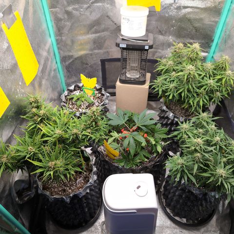 Anita-NH ATF (73), 13-27%, Sativa 149g wet/25g dry growlog timeline photo