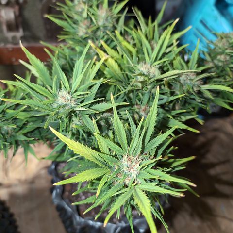 Quinn- Quarter Pounder w/Cheese (84d) 22-28%Sativa 163g wet/36g dry growlog photo: According to growweedeasy.com, she has too high of pH. I'll bring it down.