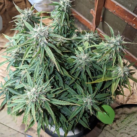 Zelda- Purple Panama Red 17-21%S, (94 days),  287w/60d growlog timeline photo