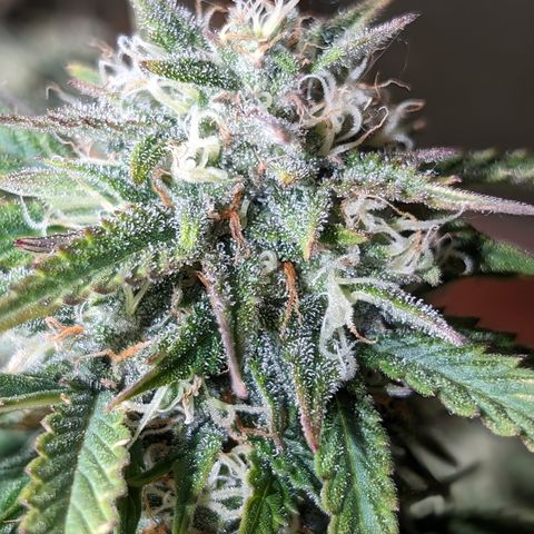 Zelda- Purple Panama Red 17-21%S, (94 days),  287w/60d growlog timeline photo