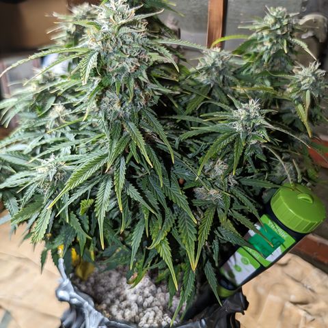 Zelda- Purple Panama Red 17-21%S, (94 days),  287w/60d growlog timeline photo