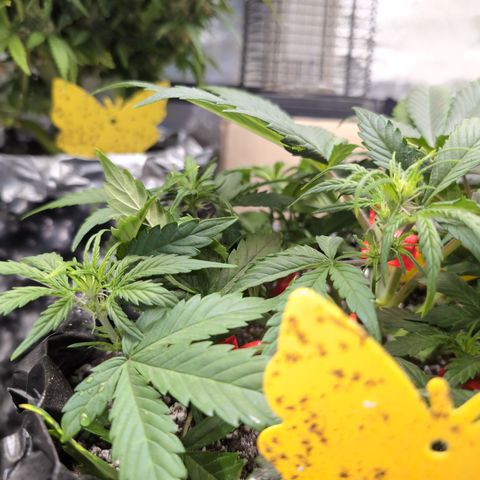 Frannie- BB Fat Bastard (90), Hybrid, 30-38%, 312 wet/57 dry growlog photo: A day after LST. No fucks given.