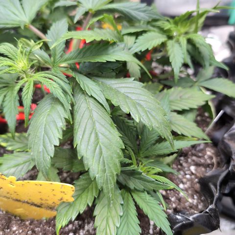 Frannie- BB Fat Bastard (90), Hybrid, 30-38%, 312 wet/57 dry growlog photo: A day after LST. No fucks given.