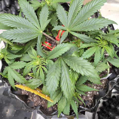 Frannie- BB Fat Bastard (90), Hybrid, 30-38%, 312 wet/57 dry growlog photo: A day after LST. No fucks given.
