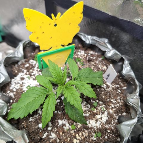 Anita-NH ATF (73), 13-27%, Sativa 149g wet/25g dry growlog photo: I'm trying her in a brighter spot.