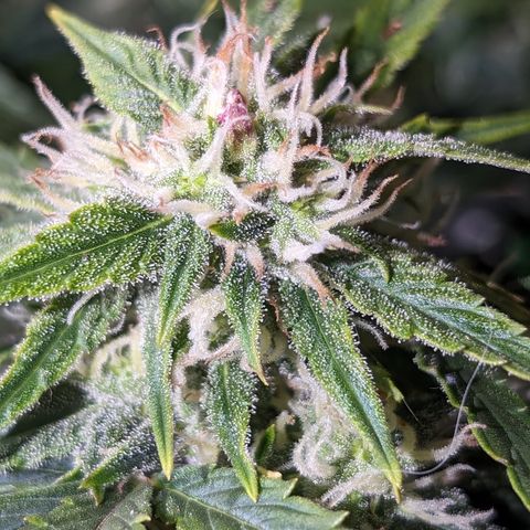 Chrissy -Bruce Banner (78d) 27-33% 60/40S, 215gw/41g dry growlog timeline photo