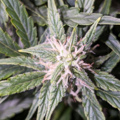 Chrissy -Bruce Banner (78d) 27-33% 60/40S, 215gw/41g dry growlog timeline photo
