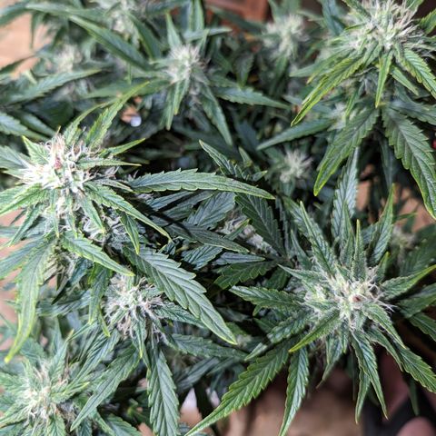Chrissy -Bruce Banner (78d) 27-33% 60/40S, 215gw/41g dry growlog timeline photo