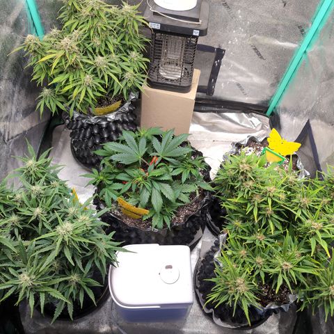 Anita-NH ATF (73), 13-27%, Sativa 149g wet/25g dry growlog timeline photo