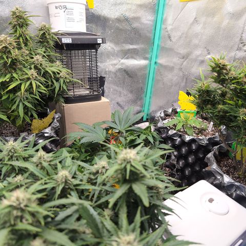 Anita-NH ATF (73), 13-27%, Sativa 149g wet/25g dry growlog timeline photo